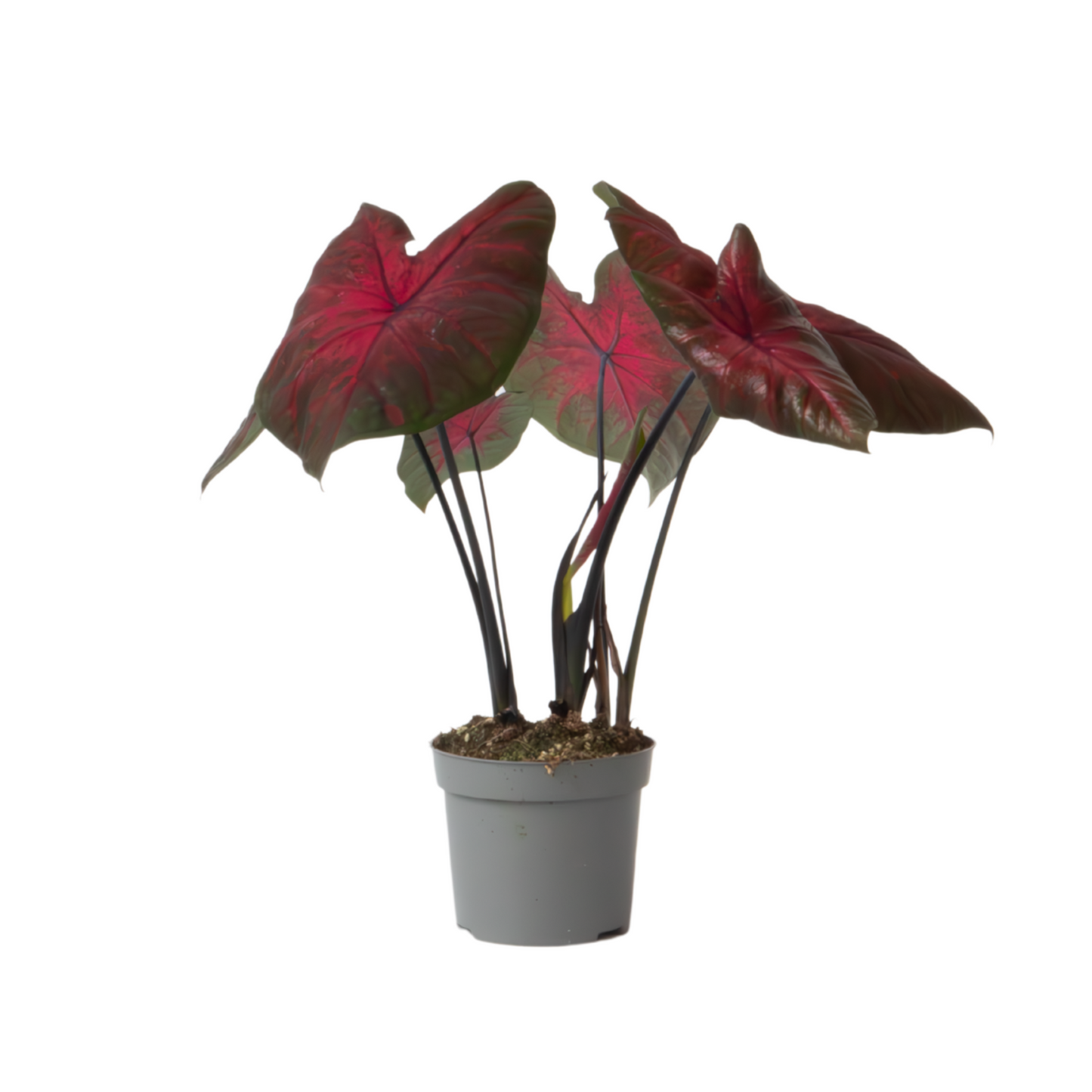 Plante à cœur - Caladium 'Postman Joyner' - Hauteur 25-40cm - ⌀12cm - TD Plantz
