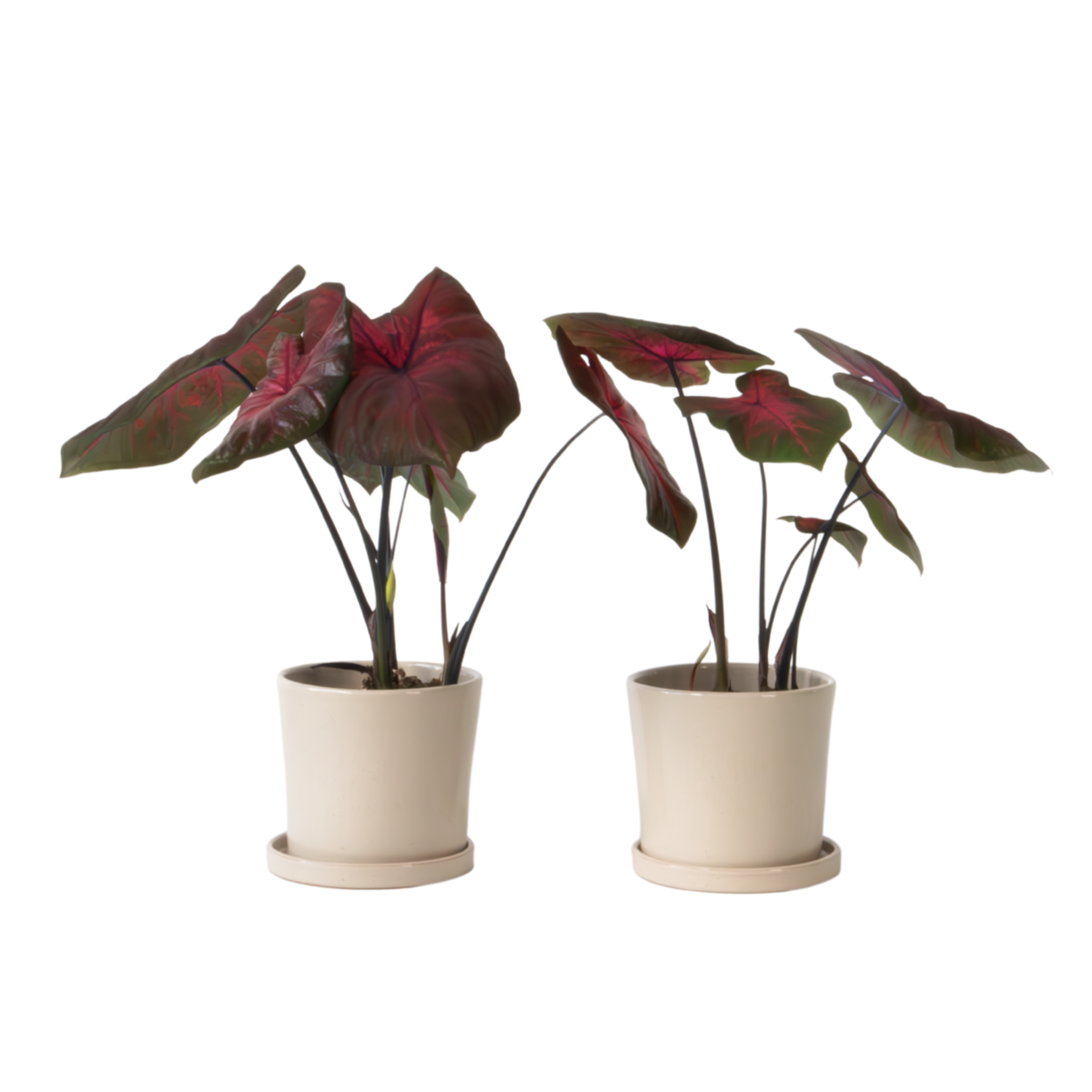 Plante à cœur - Set de 2 - Caladium 'Postman Joyner' - Hauteur 25-40cm - ⌀12cm