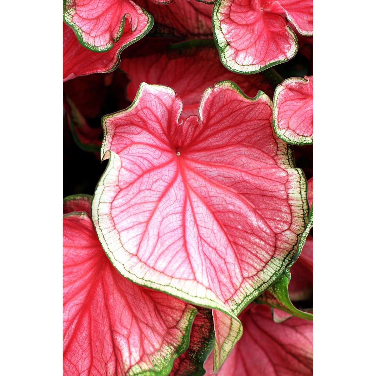 Plante à cœur - Caladium 'Carnaval' - Hauteur 40-50cm - ⌀17cm