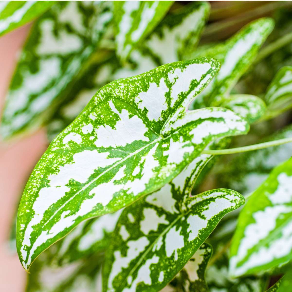 Plante à cœur - Caladium 'Carnaval' - Hauteur 40-50cm - ⌀17cm