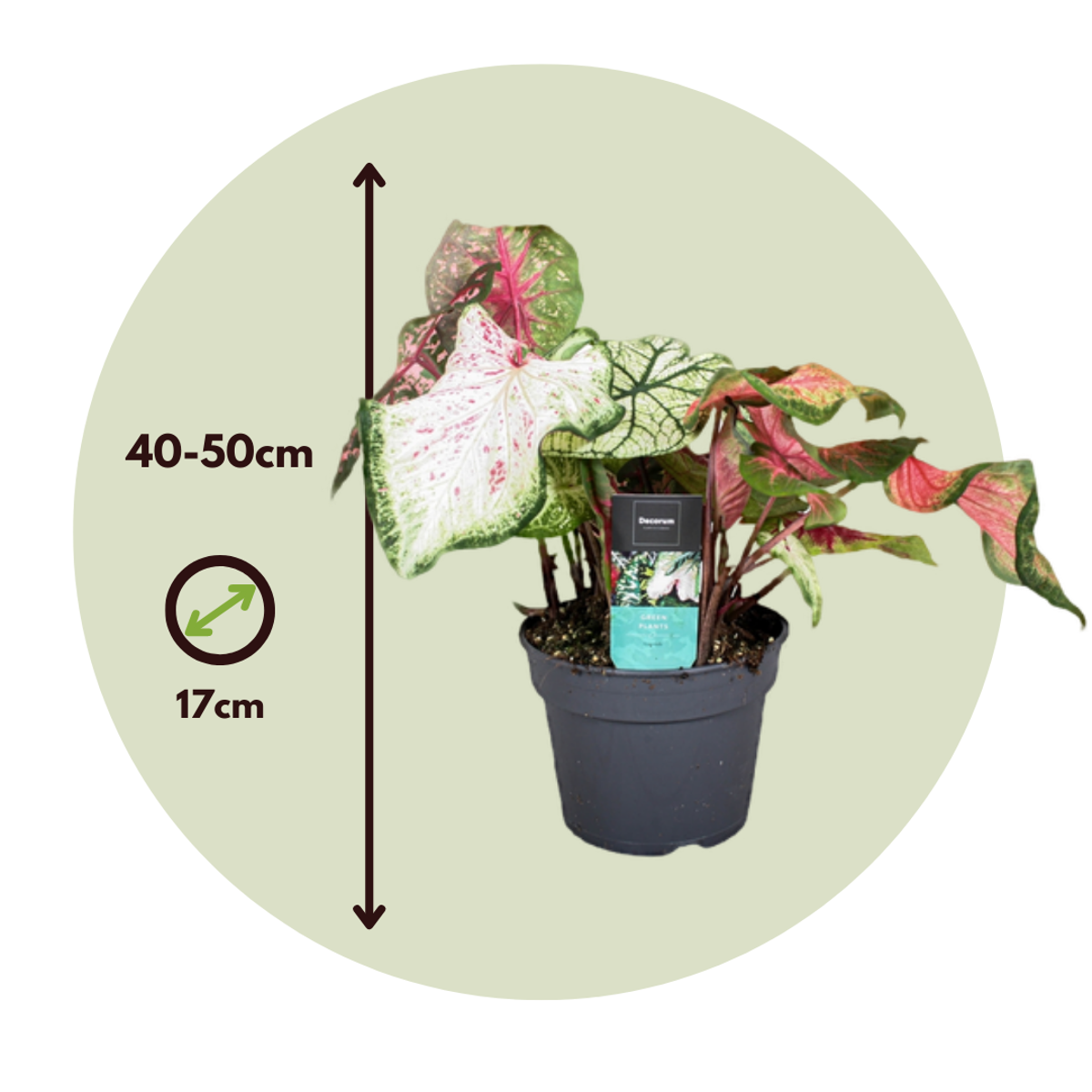 Plante à cœur - Caladium 'Carnaval' - Hauteur 40-50cm - ⌀17cm