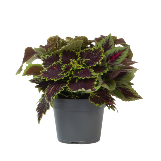 Coleus - Coleus scutellarioides - Hauteur 25-35cm - ⌀17cm