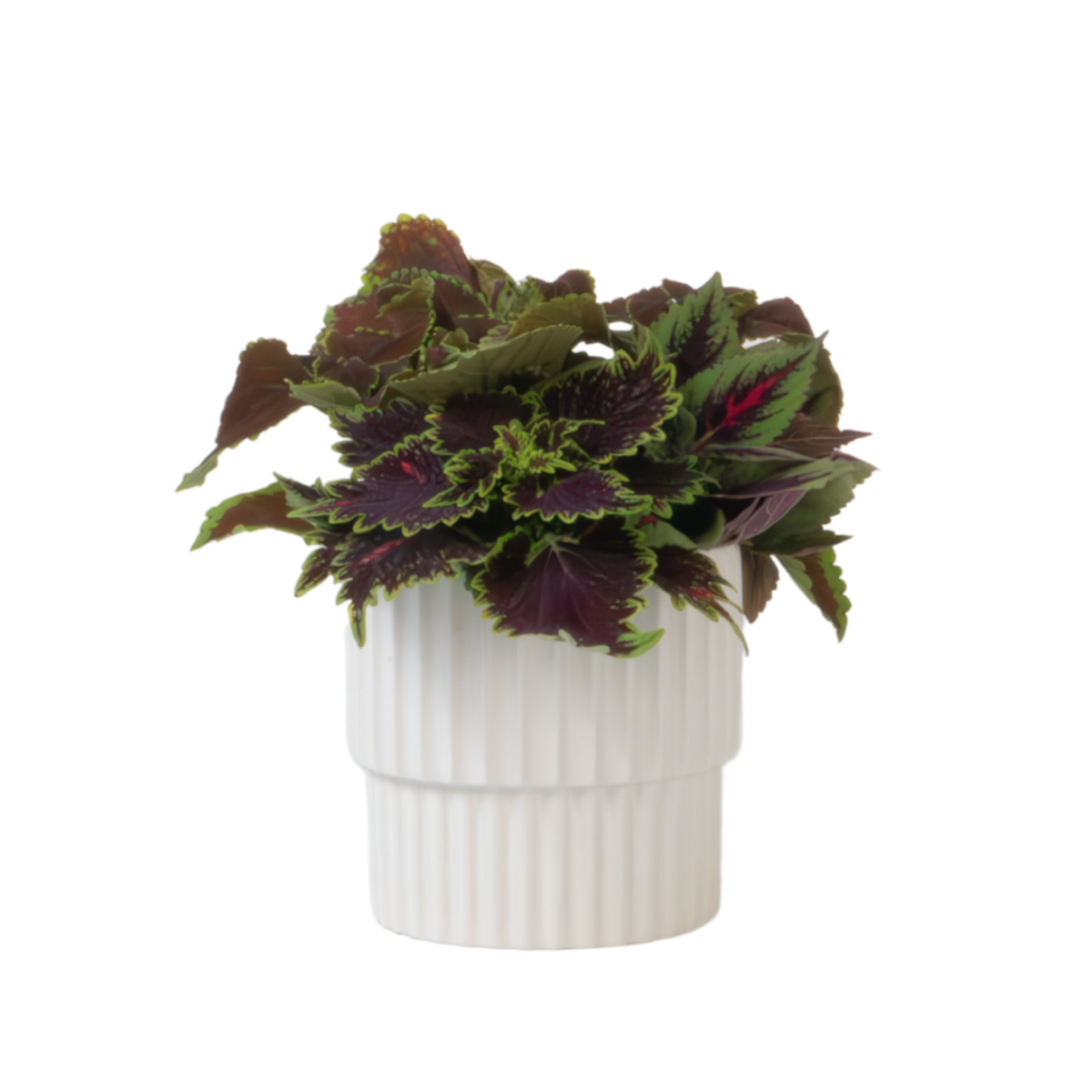 Coleus - Coleus scutellarioides - Hauteur 25-35cm - ⌀17cm
