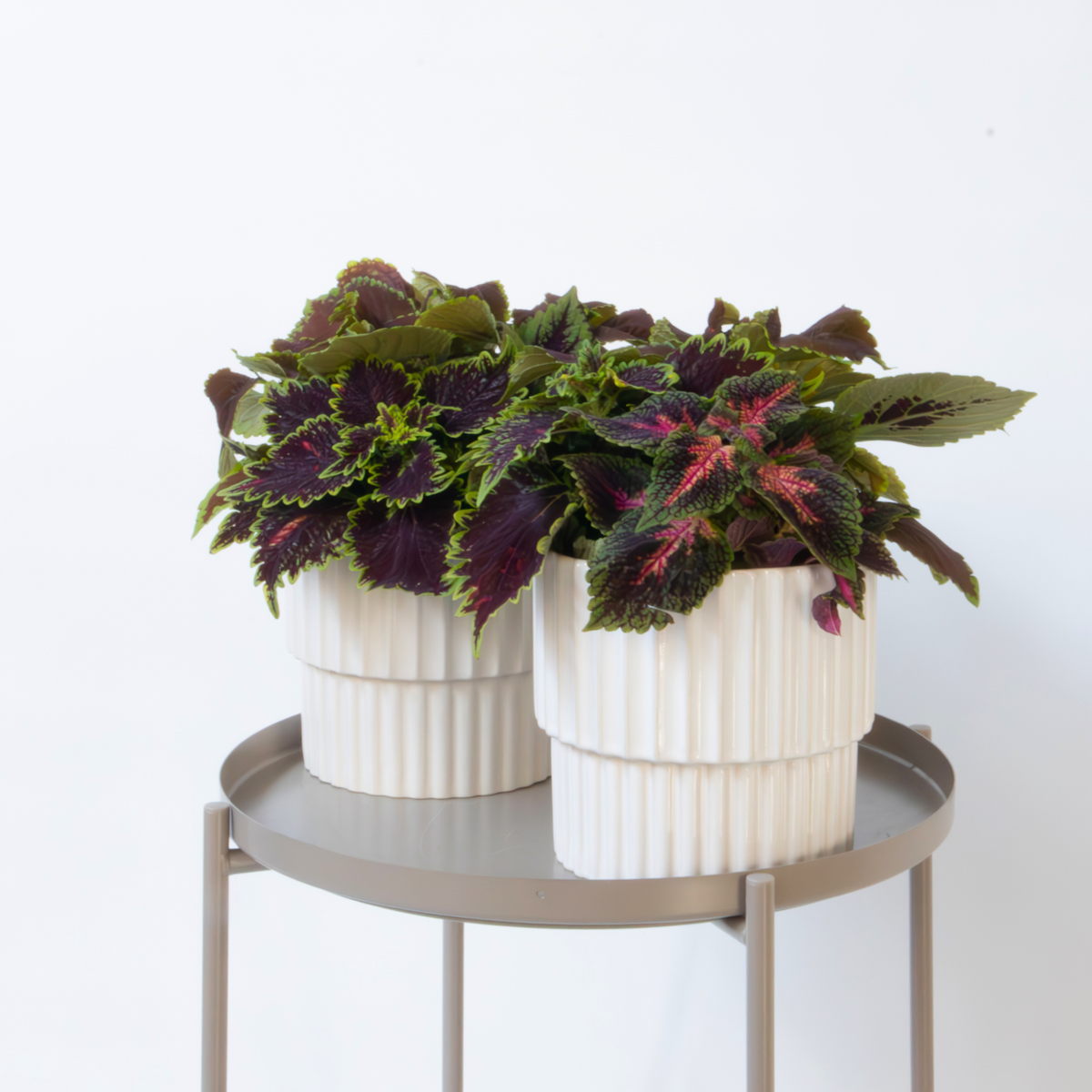 Plante à feuillage - Lot de 2 - Coleus scutellarioides - Hauteur 25-35cm - ⌀17cm