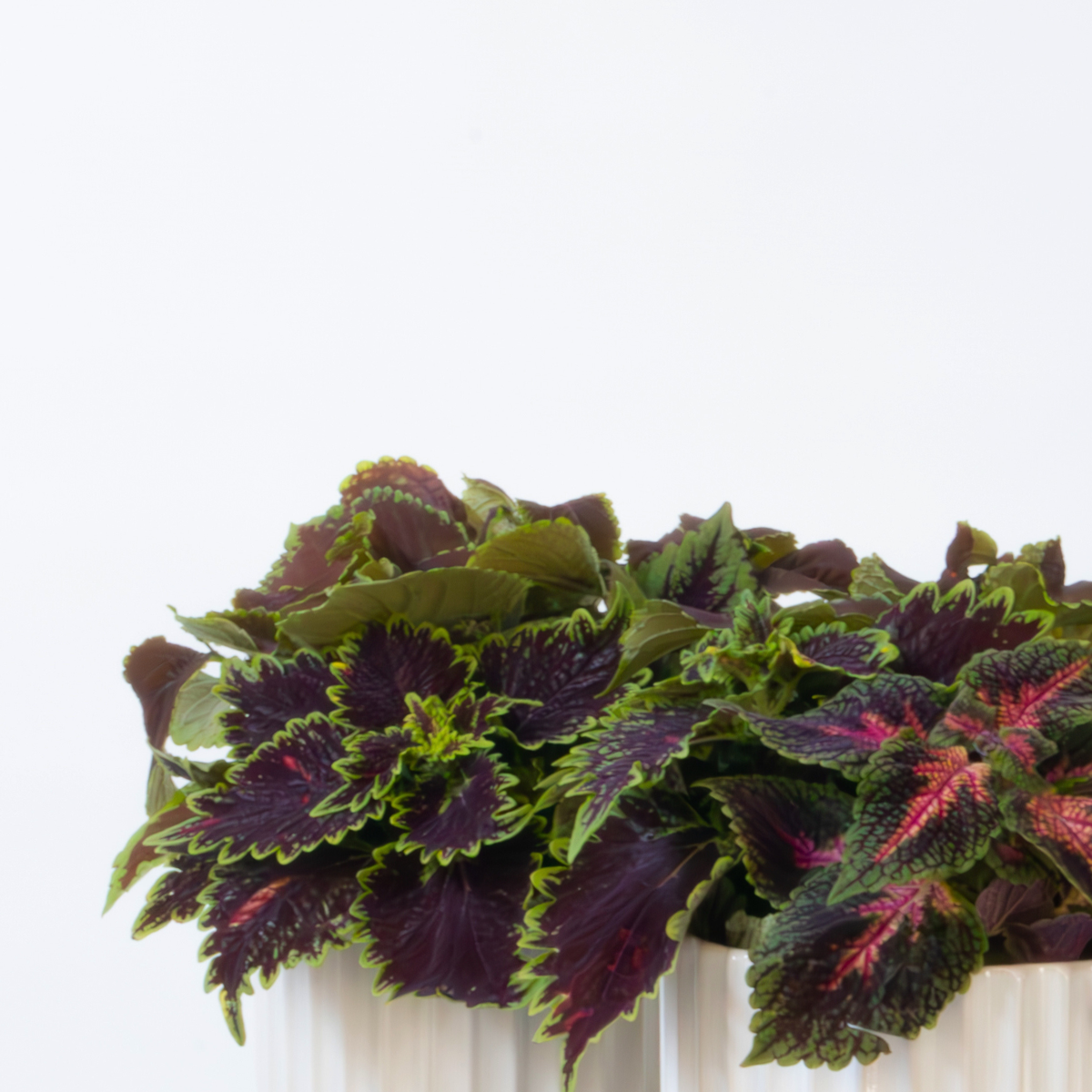 Plante à feuillage - Lot de 2 - Coleus scutellarioides - Hauteur 25-35cm - ⌀17cm