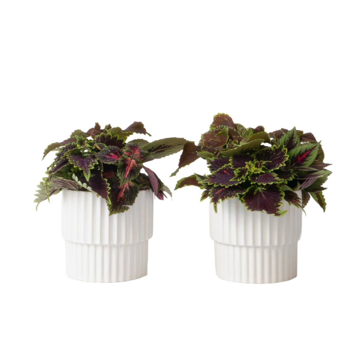 Plante à feuillage - Lot de 2 - Coleus scutellarioides - Hauteur 25-35cm - ⌀17cm