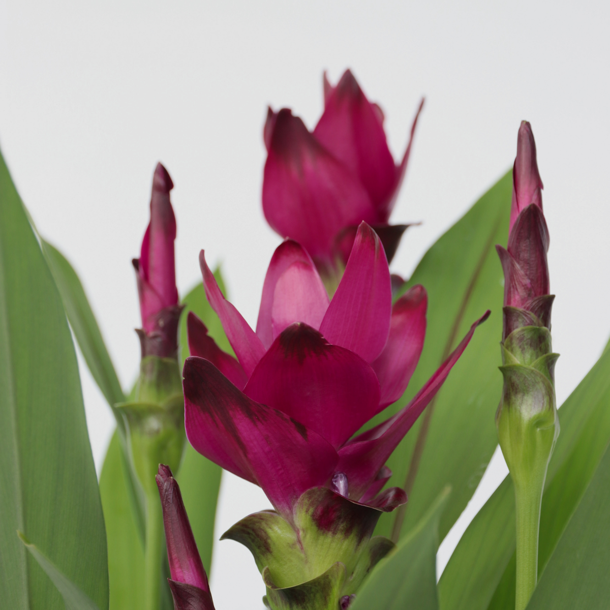 Plante Tropicale - Curcuma alismatifolia - Hauteur 70-90cm - ⌀19cm