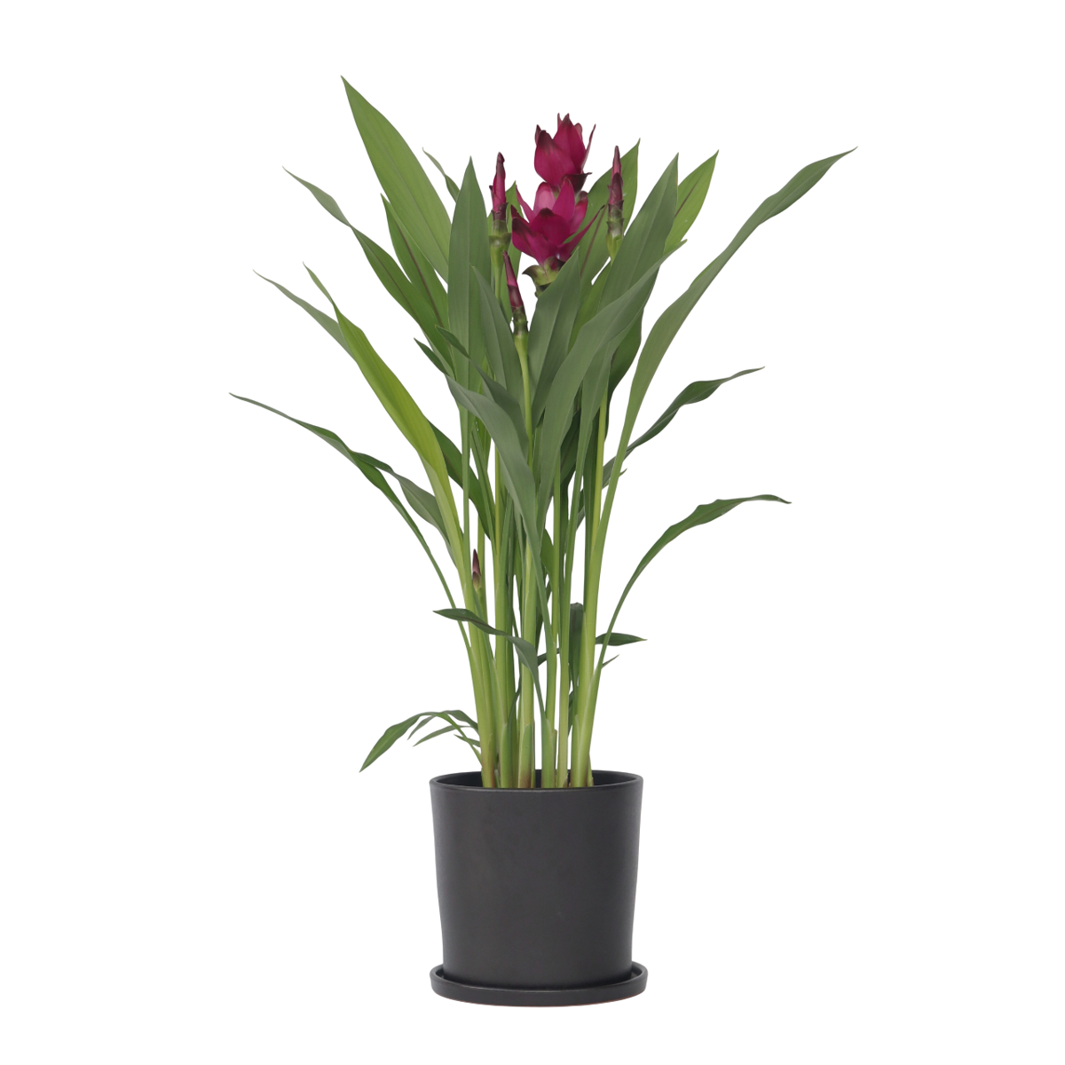 Plante Tropicale - Curcuma alismatifolia - Hauteur 70-90cm - ⌀19cm