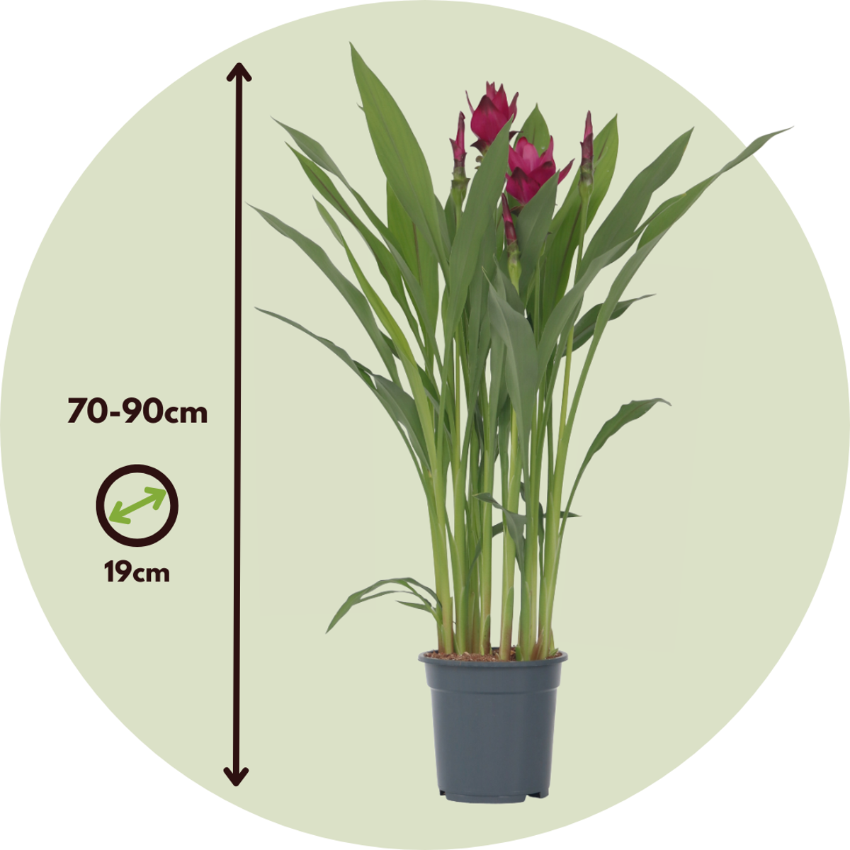Plante Tropicale - Curcuma alismatifolia - Hauteur 70-90cm - ⌀19cm