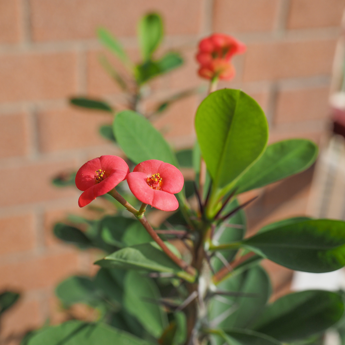 Euphorbe de Madagascar - Euphorbia 'Milii' - Hauteur 25-35cm - ⌀13cm