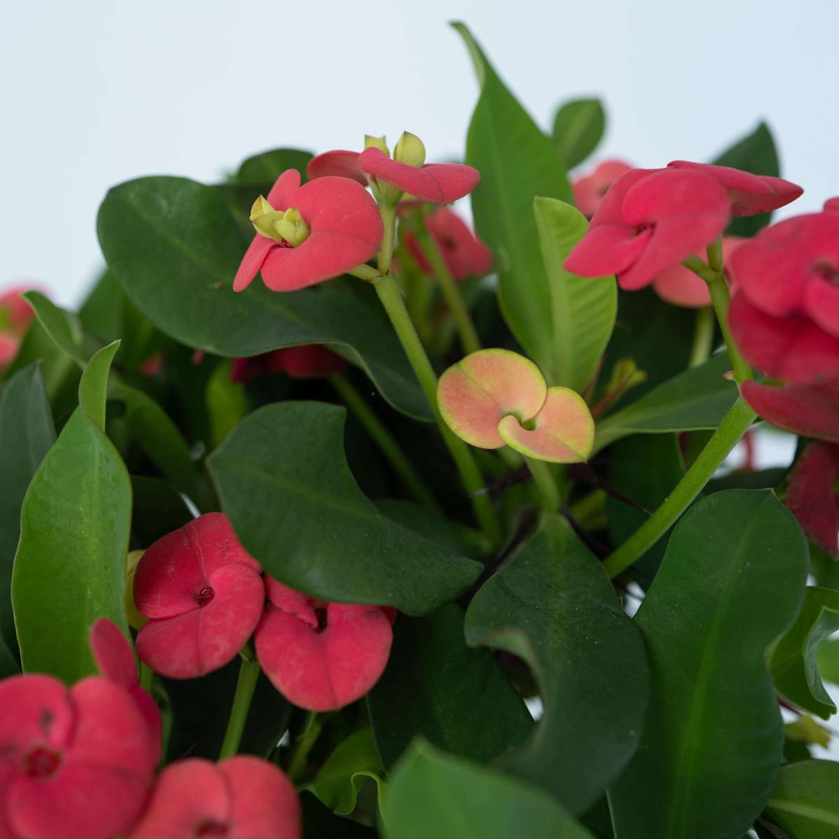 Euphorbe de Madagascar - Euphorbia 'Milii' - Hauteur 25-35cm - ⌀13cm
