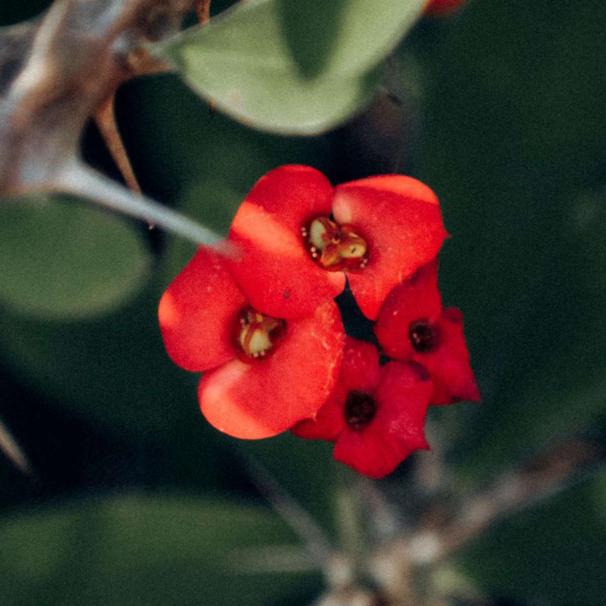 Euphorbe de Madagascar - Euphorbia 'Milii' - Hauteur 25-35cm - ⌀13cm