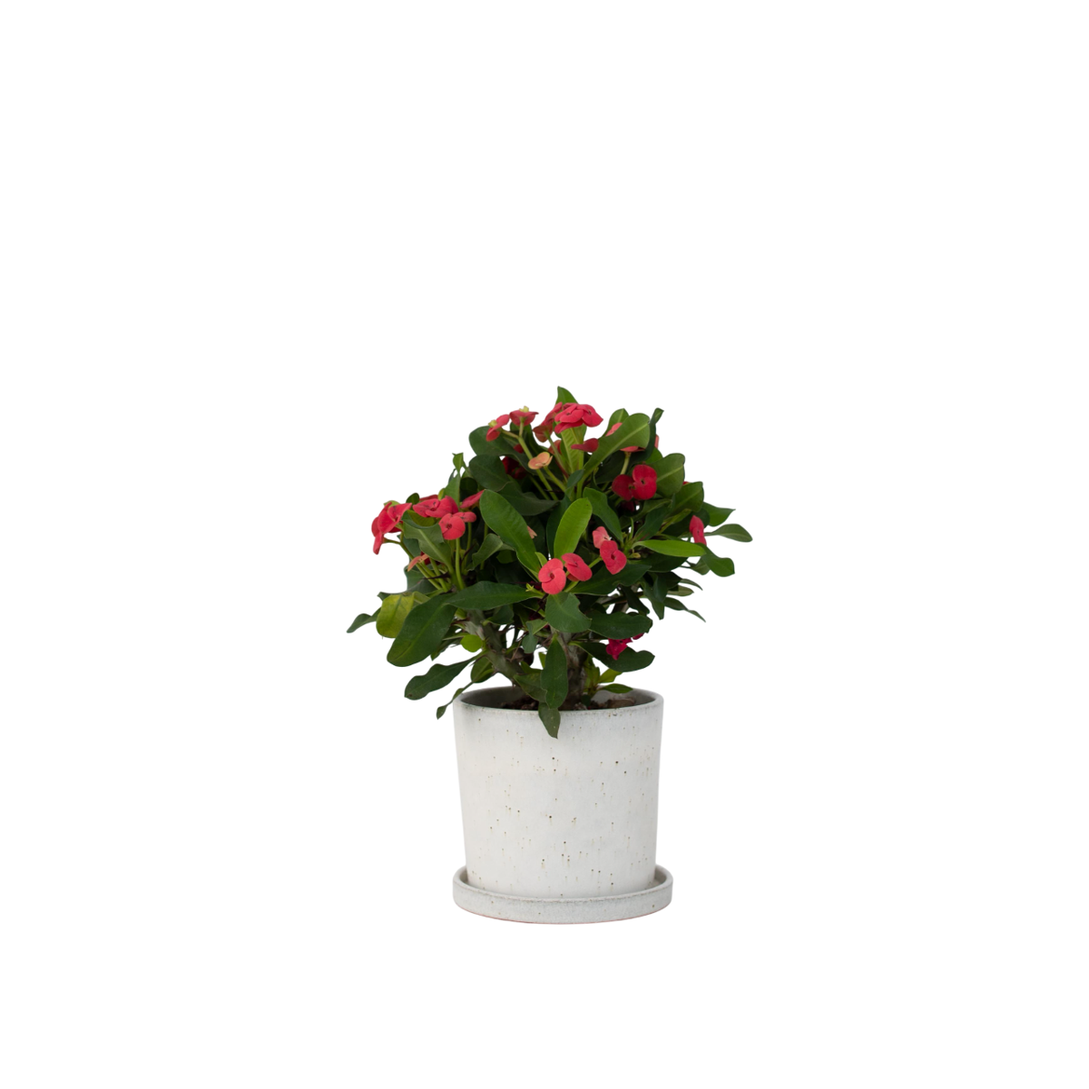 Euphorbe de Madagascar - Euphorbia 'Milii' - Hauteur 25-35cm - ⌀13cm