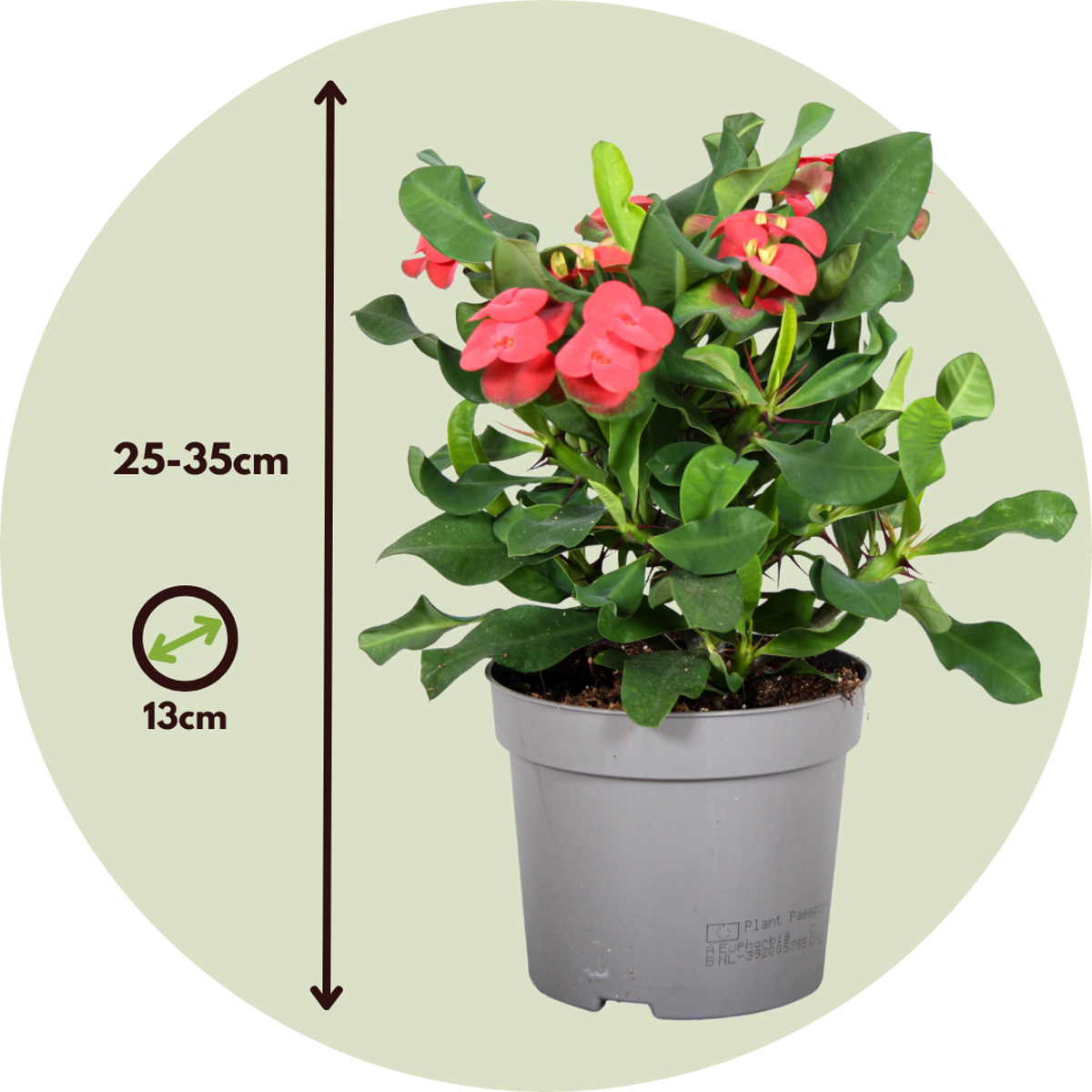 Euphorbe de Madagascar - Euphorbia 'Milii' - Hauteur 25-35cm - ⌀13cm