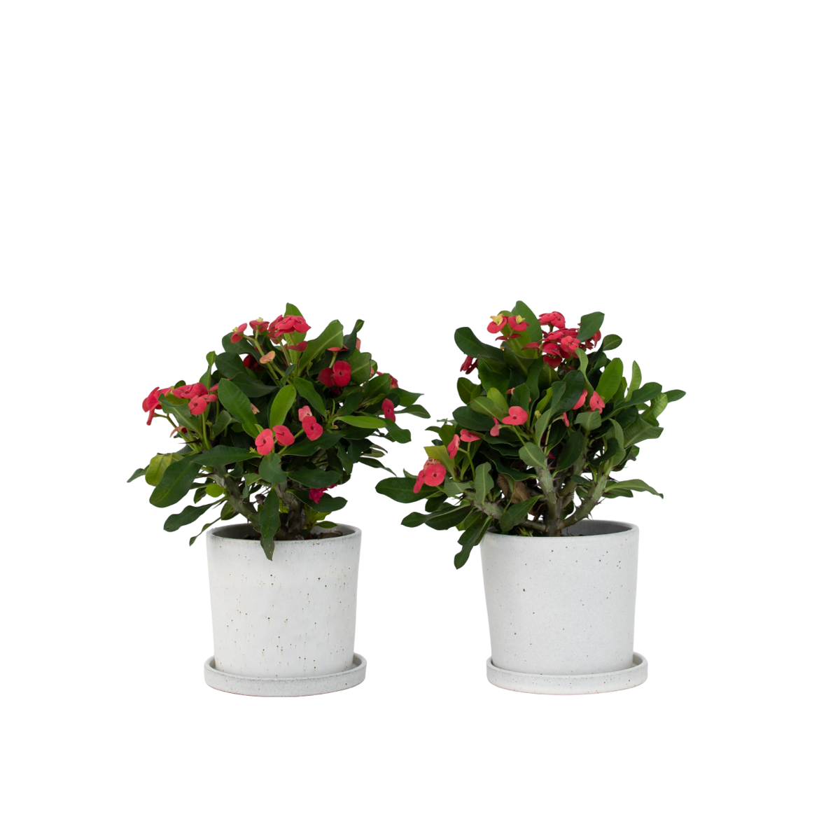 Euphorbe de Madagascar - Set de 2 - Euphorbia 'Milii' - Hauteur 25-35cm - ⌀13cm