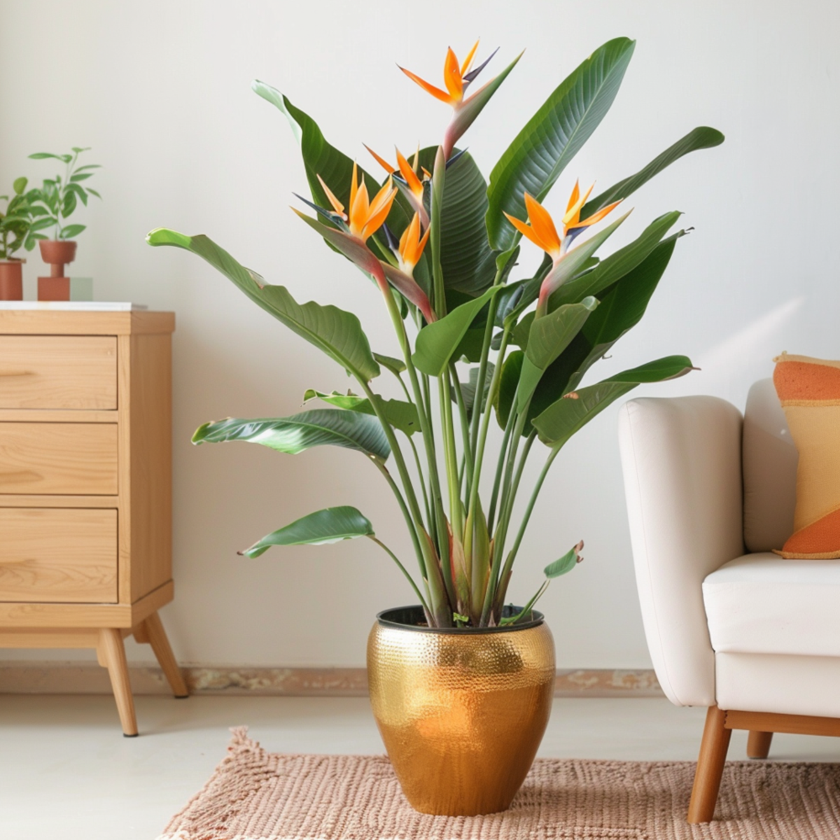 Oiseau de paradis - Strelitzia reginae - avec fleurs - Hauteur 70-100cm - Ø19cm