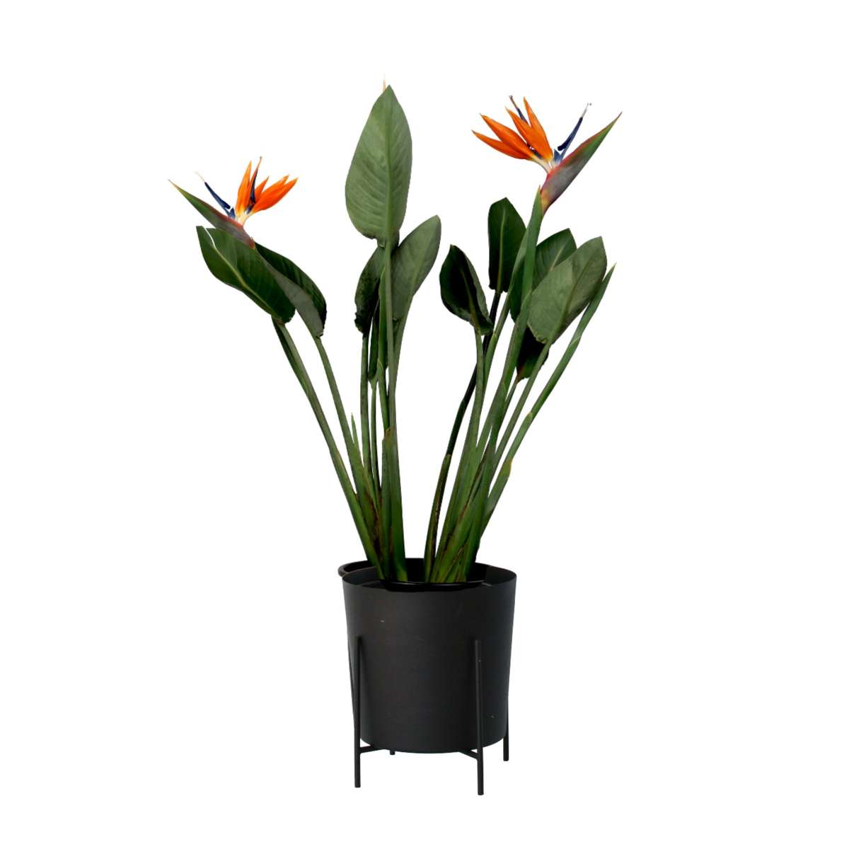 Oiseau de paradis - Strelitzia reginae - avec fleurs - Hauteur 70-100cm - Ø19cm