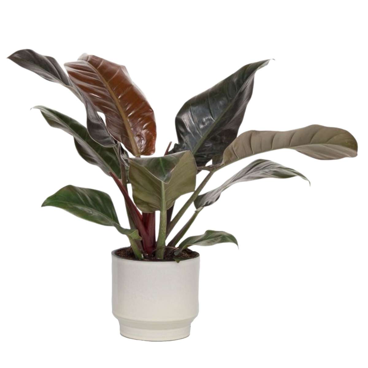 Plante verte - Philodendron 'Imperial Red' - Hauteur 50cm - ⌀19cm