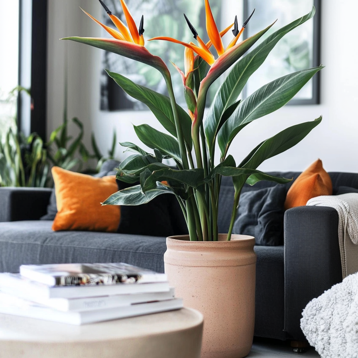 Oiseau de paradis - Strelitzia reginea - Hauteur 80-100cm - ⌀27cm
