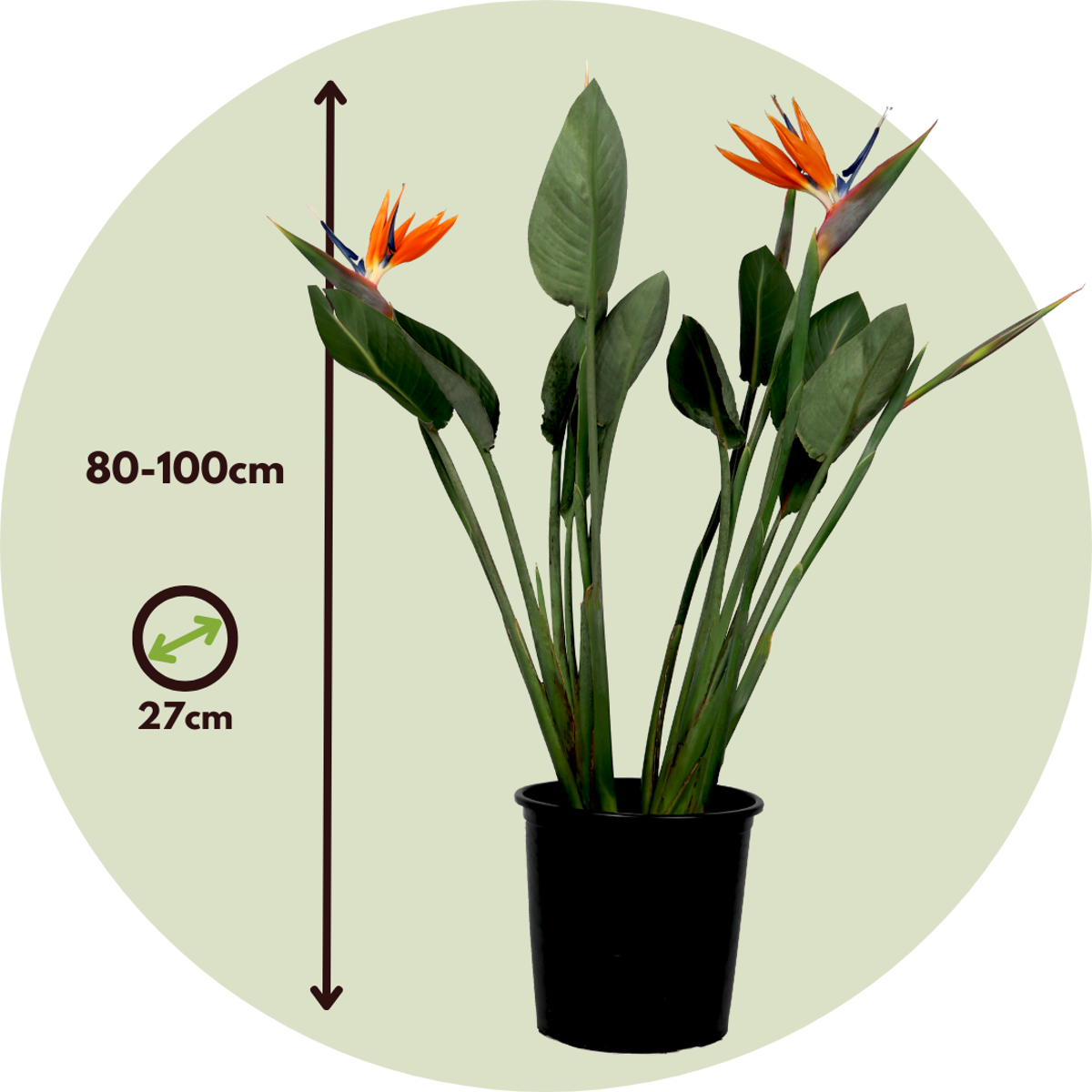 Oiseau de paradis - Strelitzia reginea - Hauteur 80-100cm - ⌀27cm