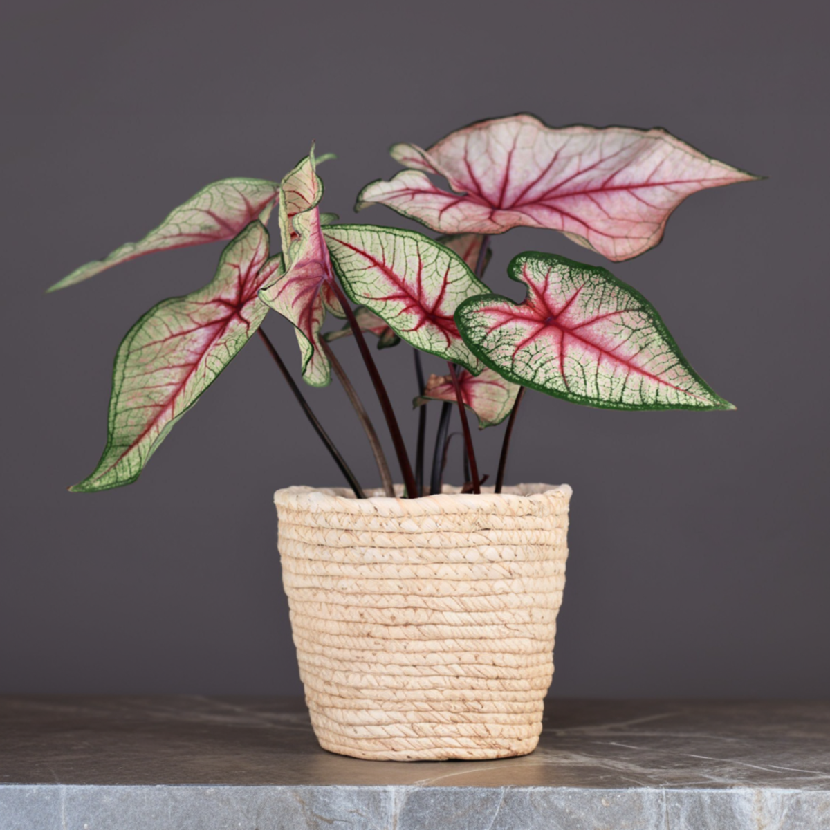 Plante à cœur - Lot de 2 - Caladium 'Tapestry' - Hauteur 25-35cm - ⌀13cm