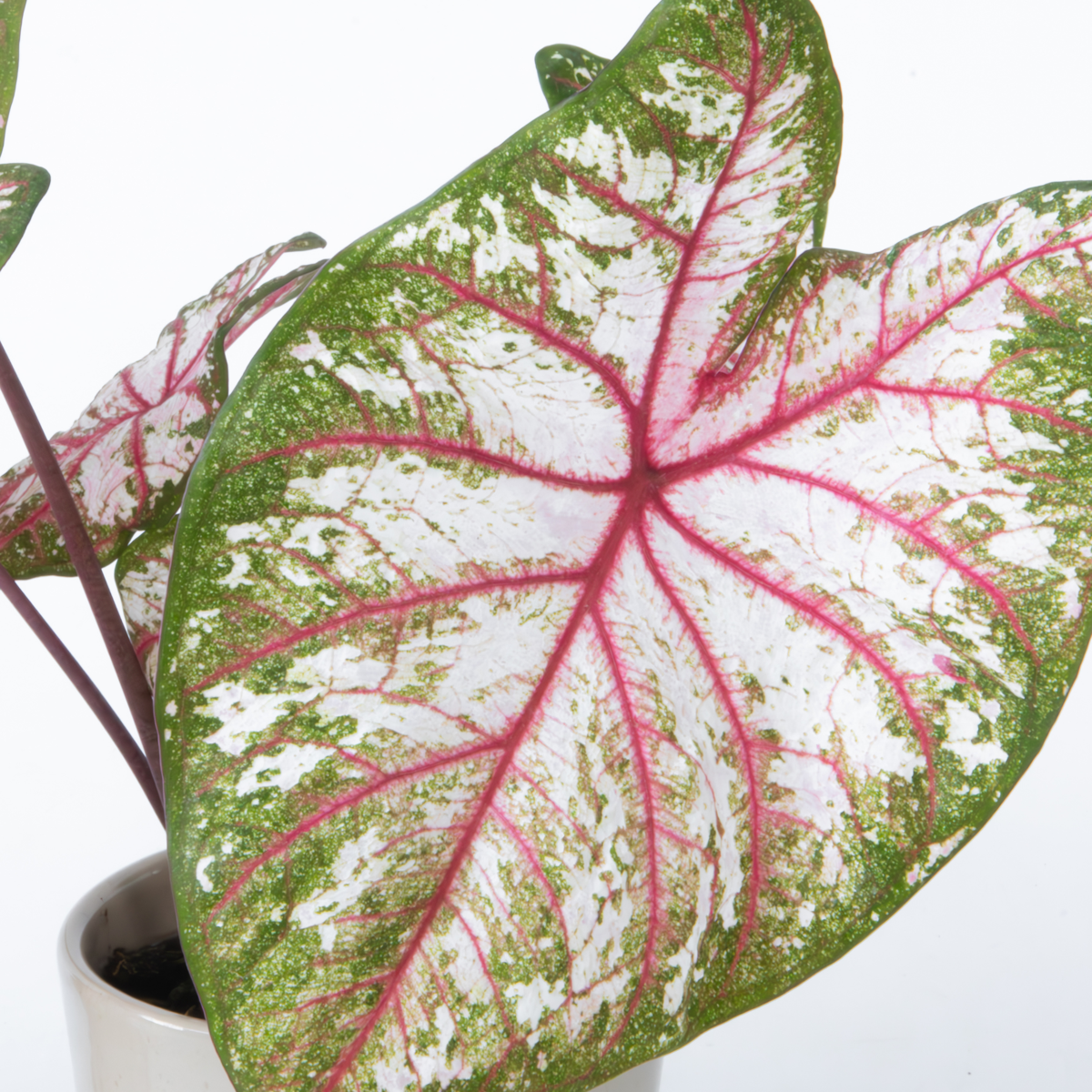 Plante à cœur - Lot de 2 - Caladium 'Tapestry' - Hauteur 25-35cm - ⌀13cm