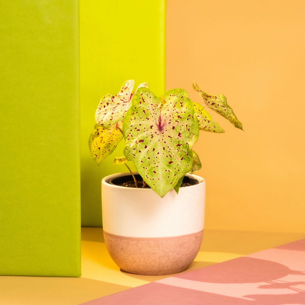 Plante à cœur - Lot de 2 - Caladium 'Miss Muffet' - Hauteur 25-40cm - ⌀12cm