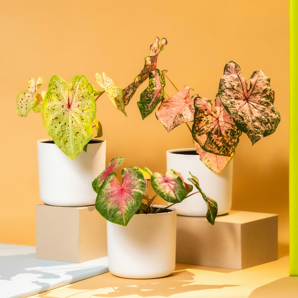 Plante à cœur - Lot de 2 - Caladium 'Miss Muffet' - Hauteur 25-40cm - ⌀12cm