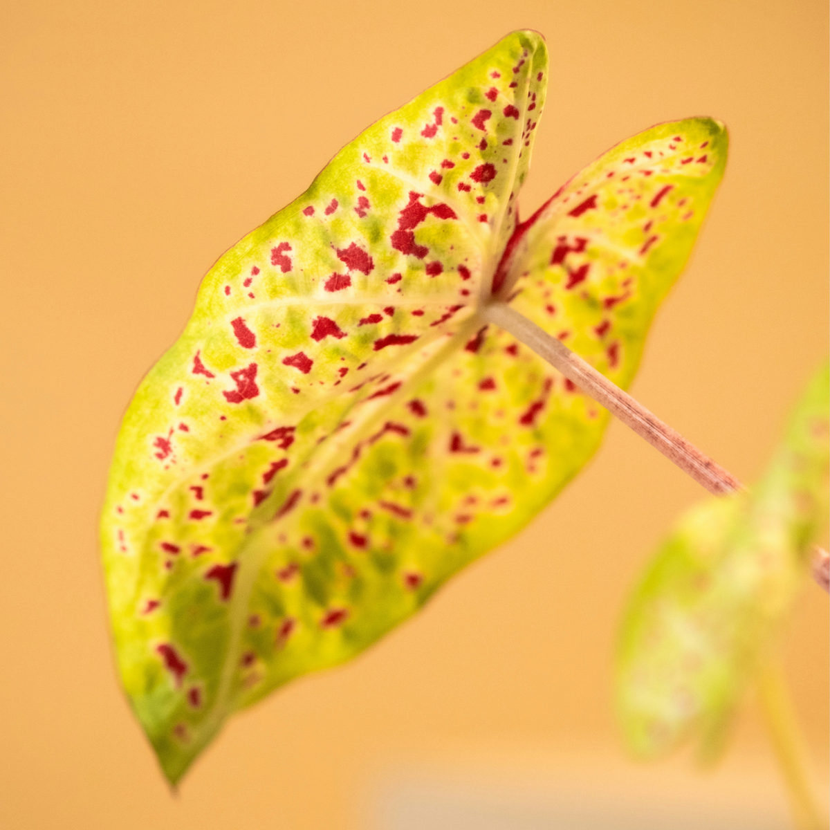Plante à cœur - Lot de 2 - Caladium 'Miss Muffet' - Hauteur 25-40cm - ⌀12cm