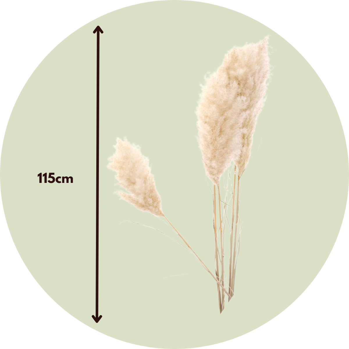 Fleurs séchées - Set de 5 - Dryflower 'Cortaderia Plum'