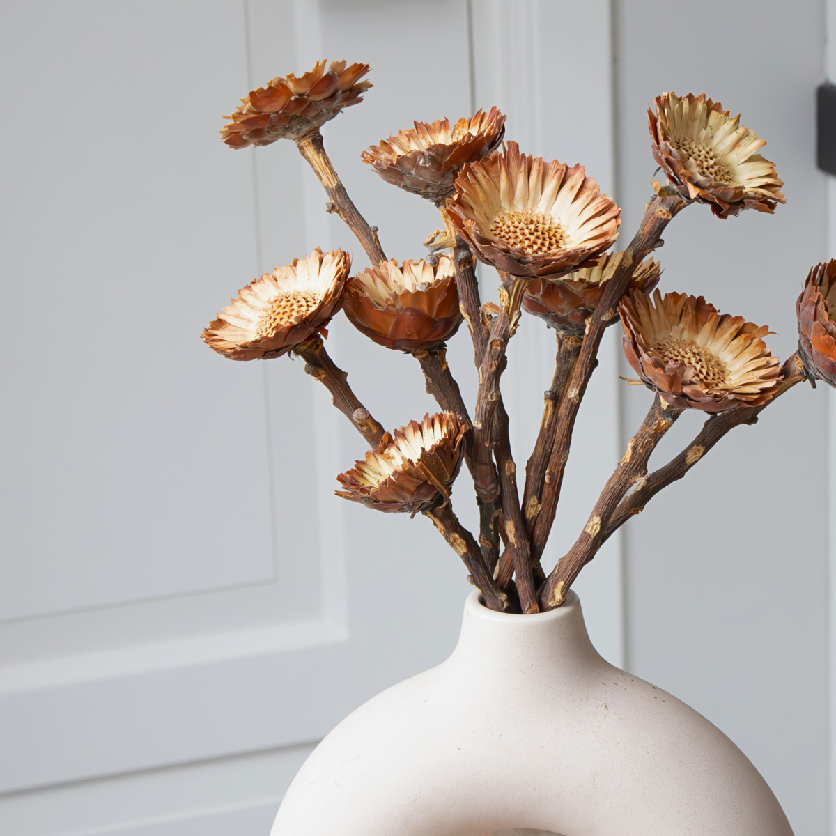 Fleurs séchées - Set de 10 - Bouquet 'Protea Compacta'