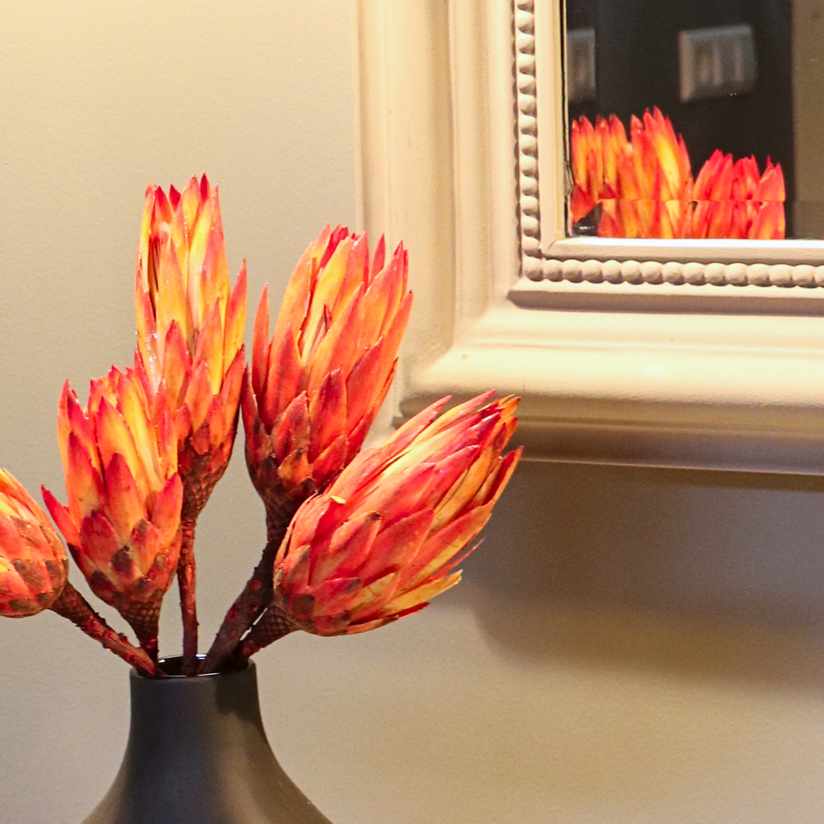 Fleurs séchées - Set de 5 - Bouquet 'Protea Pendula Red'