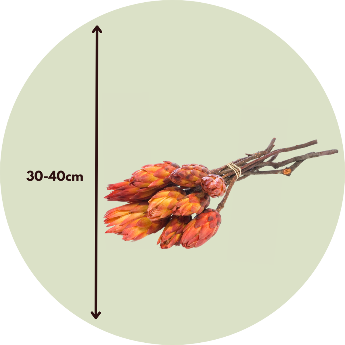 Fleurs séchées - Set de 5 - Bouquet 'Protea Pendula Red'