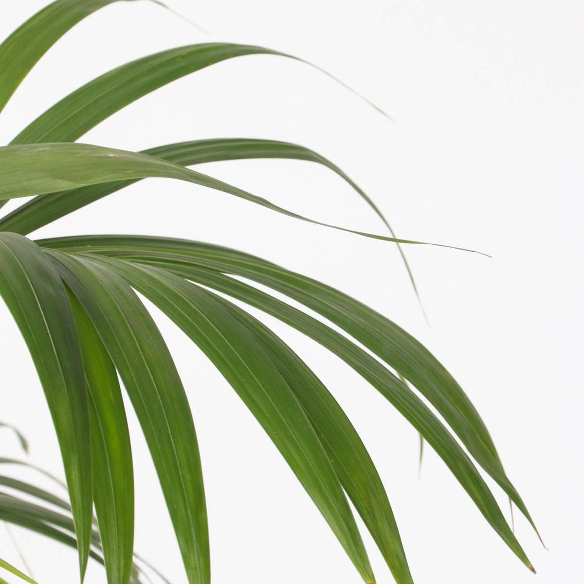 Palmier Kentia - Howea forsteriana - Hauteur 150-170cm - ⌀24cm