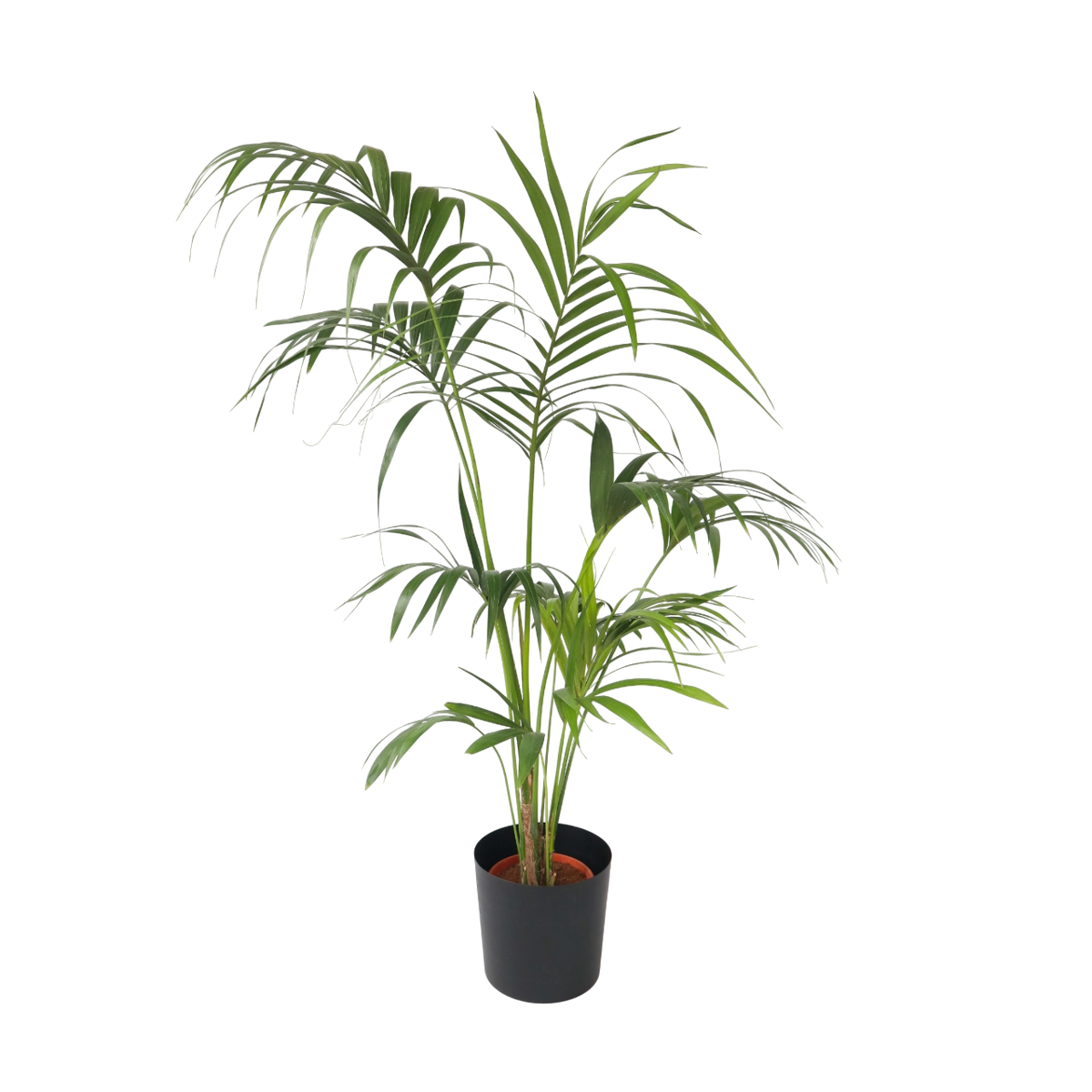 Palmier Kentia - Howea forsteriana - Hauteur 150-170cm - ⌀24cm