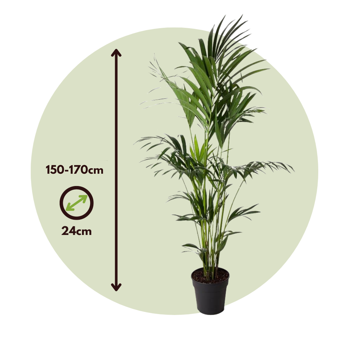 Palmier Kentia - Howea forsteriana - Hauteur 150-170cm - ⌀24cm