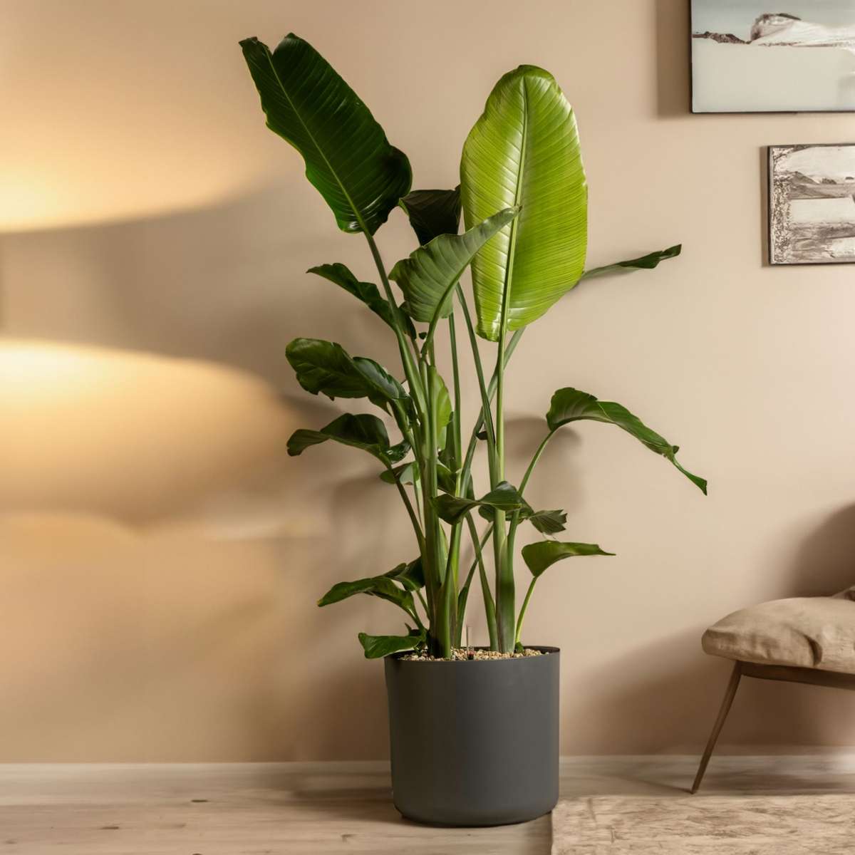 Oiseau de paradis - Strelitzia nicolai - Hauteur 150-170cm - ⌀28cm - TD Plantz