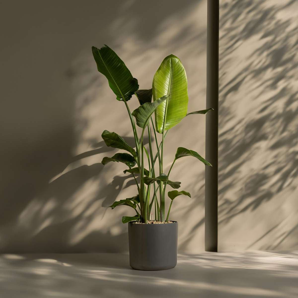 Oiseau de paradis - Strelitzia nicolai - Hauteur 150-170cm - ⌀28cm - TD Plantz