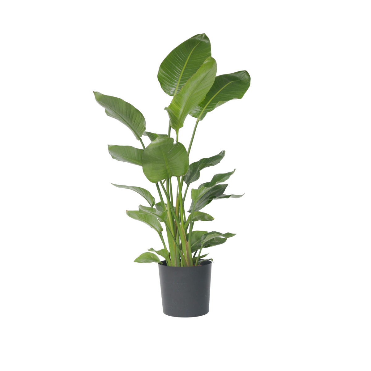 Oiseau de paradis - Strelitzia nicolai - Hauteur 150-170cm - ⌀28cm - TD Plantz