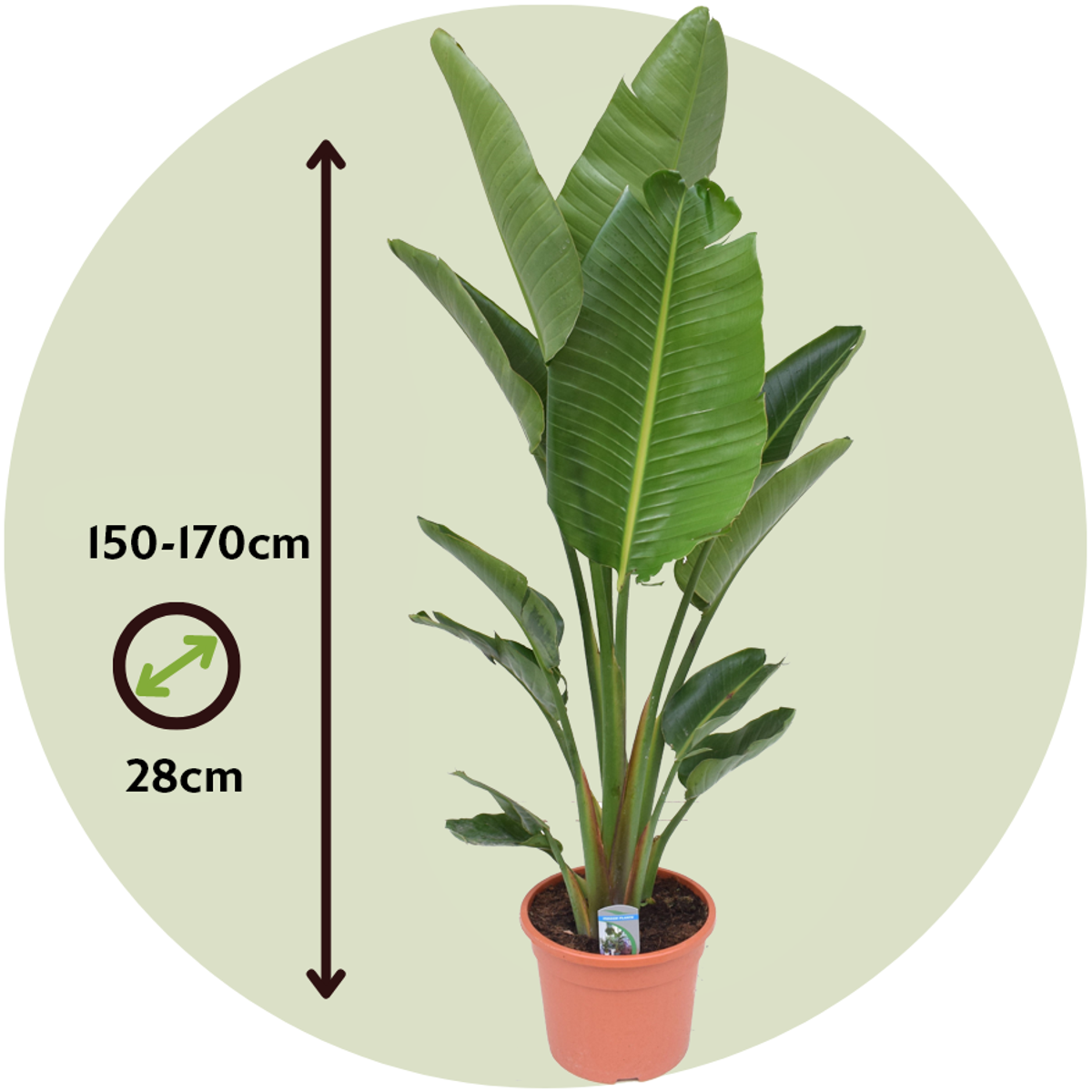 Oiseau de paradis - Strelitzia nicolai - Hauteur 150-170cm - ⌀28cm - TD Plantz