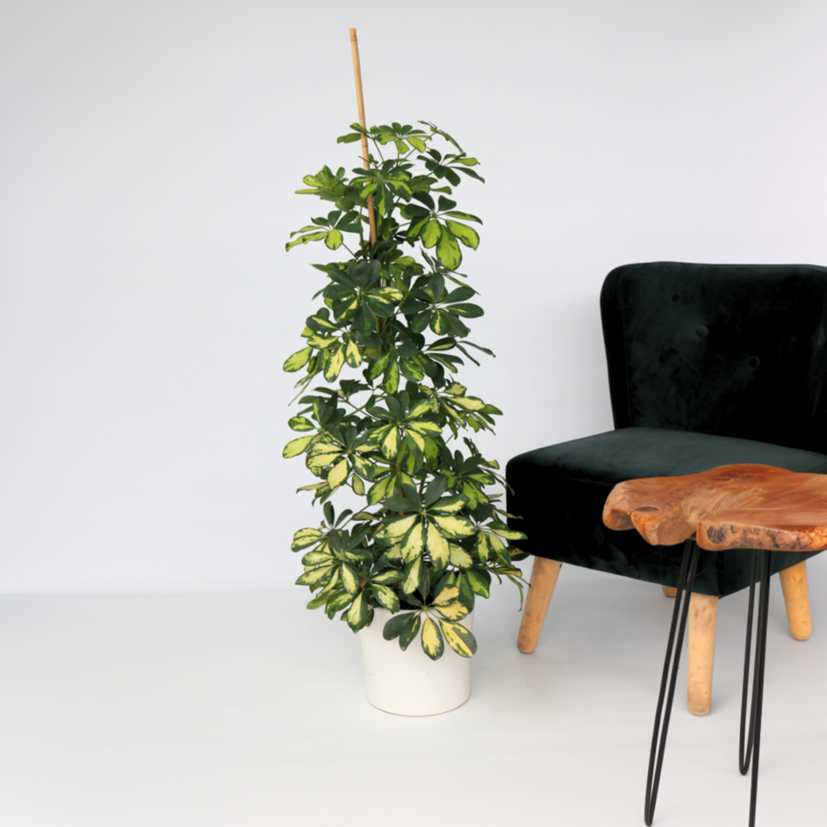 Umbrella Plant - Schefflera 'Dalton' - Height 90-100cm - ⌀21cm