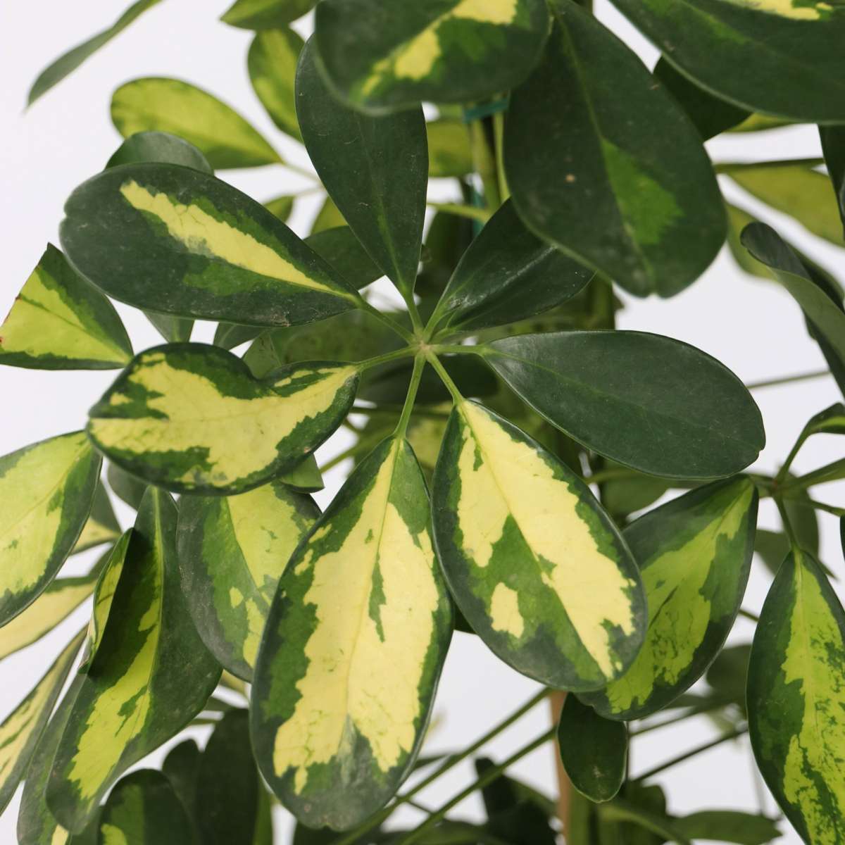 Umbrella Plant - Schefflera 'Dalton' - Height 90-100cm - ⌀21cm