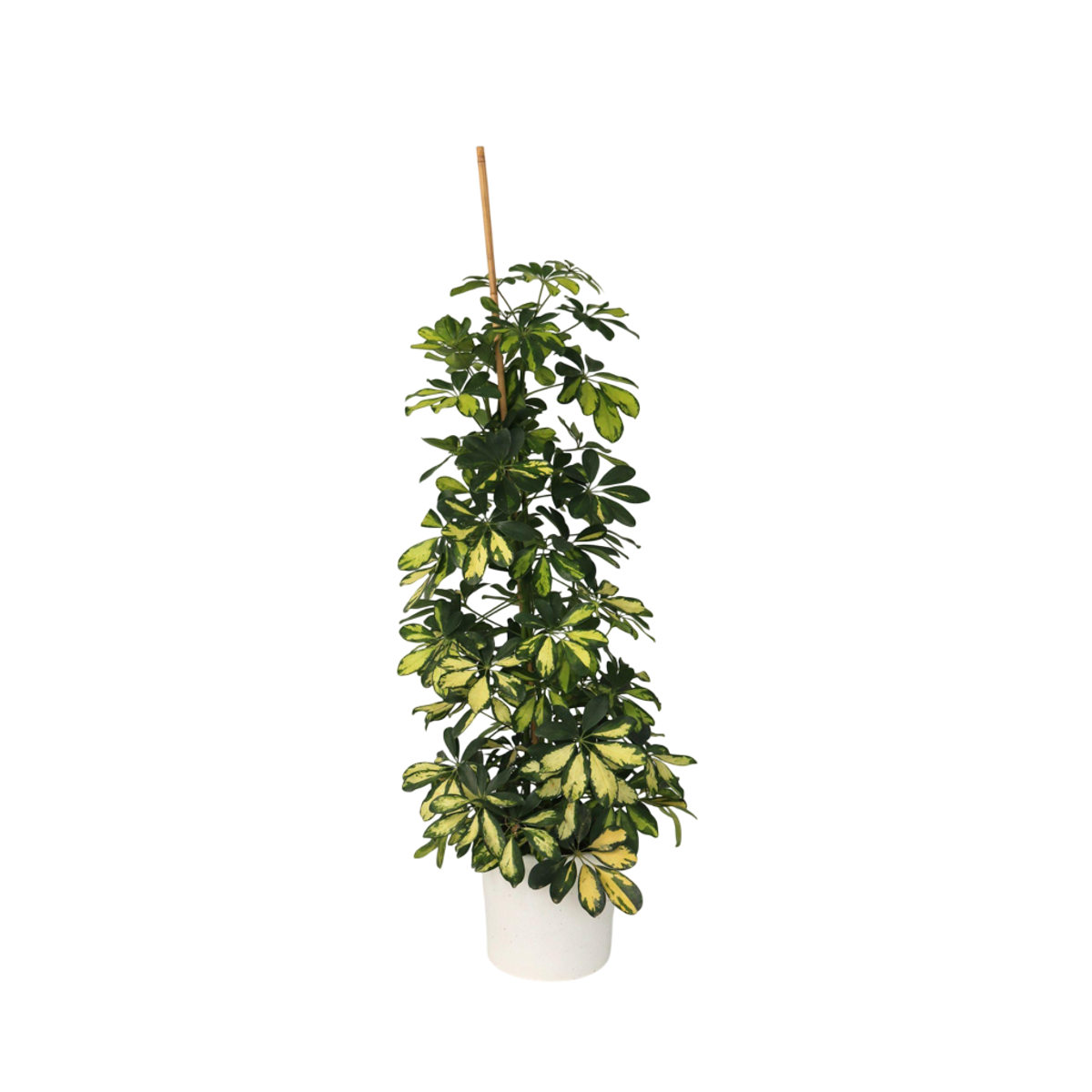 Umbrella Plant - Schefflera 'Dalton' - Height 90-100cm - ⌀21cm