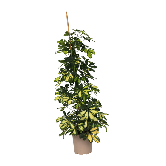 Arbre ombrelle - Schefflera 'Dalton' - Hauteur 90-100cm - ⌀21cm