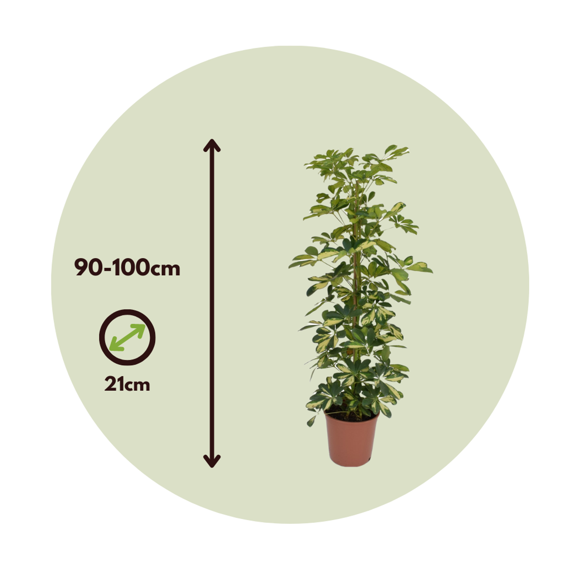 Arbre ombrelle - Set de 2 - Schefflera 'Dalton' - Hauteur 90-100cm - ⌀21cm