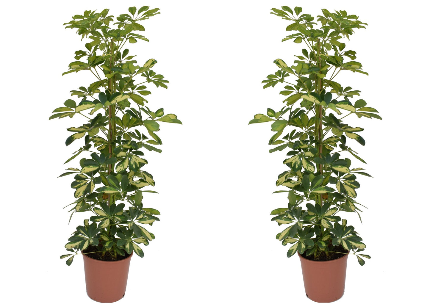 Arbre ombrelle - Set de 2 - Schefflera 'Dalton' - Hauteur 90-100cm - ⌀21cm