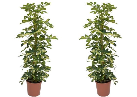Arbre ombrelle - Set de 2 - Schefflera 'Dalton' - Hauteur 90-100cm - ⌀21cm