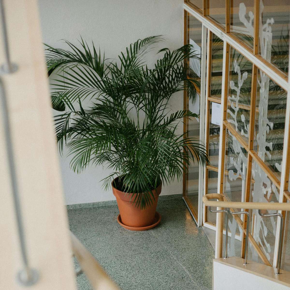 Palmier de salon - Chamaedorea elegans - Hauteur 80-90cm - ⌀20cm