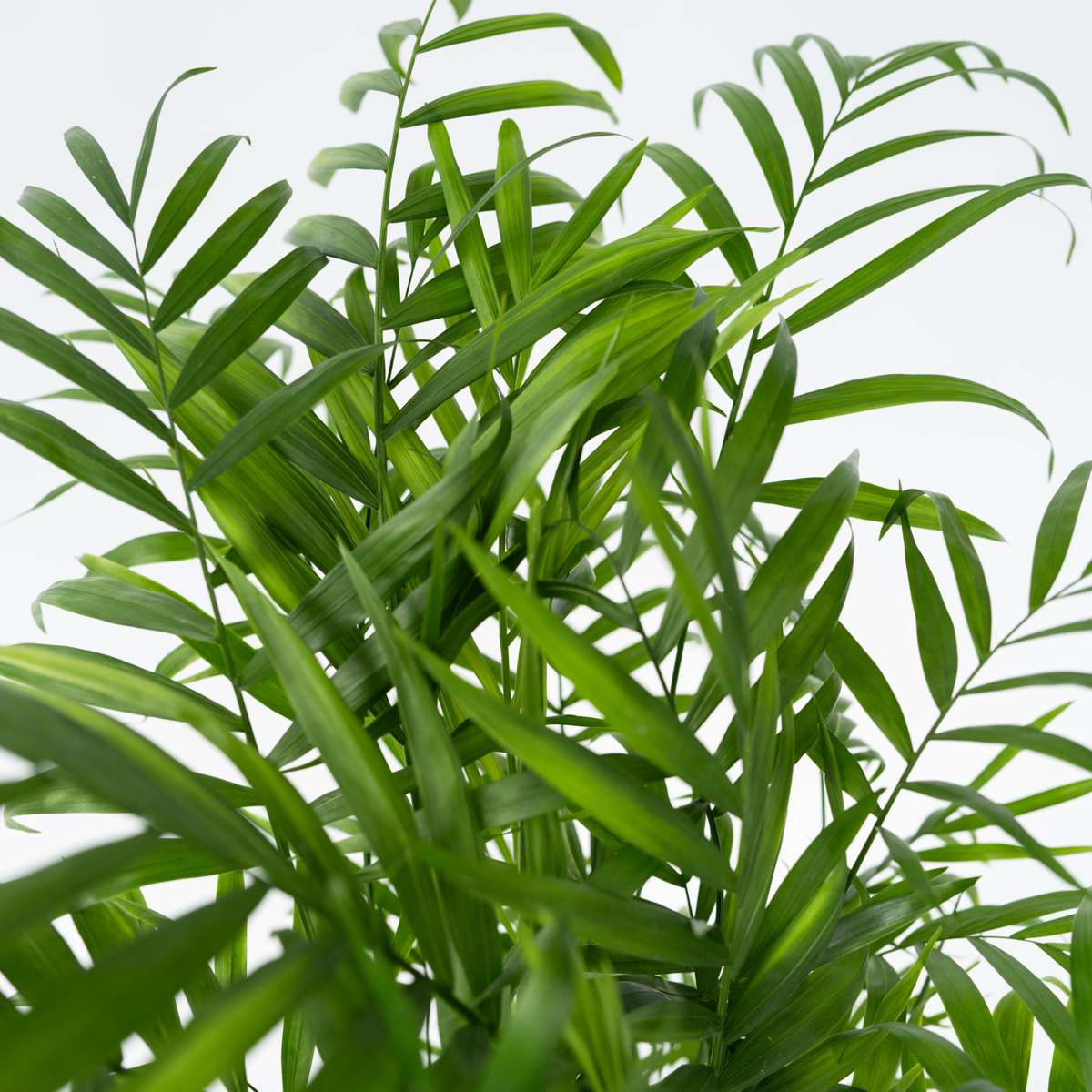 Palmier de salon - Chamaedorea elegans - Hauteur 80-90cm - ⌀20cm
