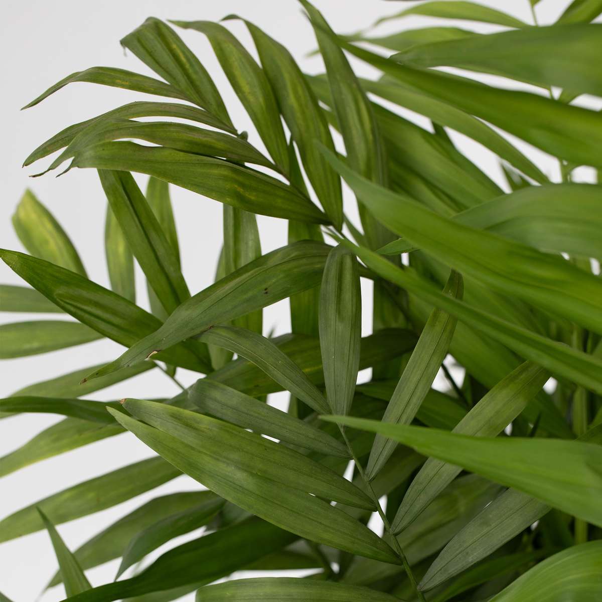 Palmier de salon - Chamaedorea elegans - Hauteur 80-90cm - ⌀20cm